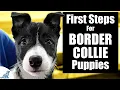 Border Collie Puppy Training - 10 Skills To TEACH FIRST