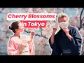 Download Lagu Sakura Season in Tokyo: Hanami at Happo-en Garden, an Oasis in the City Center