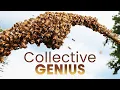 Swarm Intelligence Decoding Nature s Mystical Language Smart Swarms Ep 1 Documentary