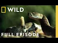 World's Most Venomous Snakes: Ultimate Faceoff (Full Episode) | When Predators Attack