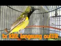 Download Lagu sogon full cecretan ,, bisa untuk memancing sogon bahan agar bunyi