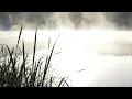 Morning Mist on the Reeds: A Zen Piano & Flute Duet for Stillness & a Clear Mind 🌫️🎋🎹