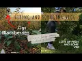 Hiking and Foraging Vlog - sunsets fresh fruits