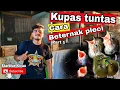 Download Lagu KUPAS TUNTAS RAHASIA SUKSES CARA BETERNAK BURUNG PLECI !! COCOK BAGI PEMULA