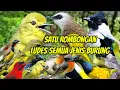 Download Lagu suara pikat semua jenis burung kecil dan besar paling ampuh