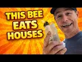 How to Treat Carpenter Bees Under Eaves with Insecticides by Zach Smith The Pest Dude