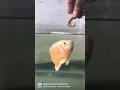 Oscar Fish #fishing #fishlover