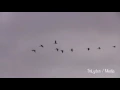 Michael Nyman "The Sacrifice" from the 1993 film The Piano