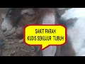Download Lagu kambing ini sedang sakit kudis, kutu dan cacingan. Bagaimana mengobatinya???. treat scabies goat