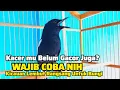 Download Lagu Kacer Wulung Raja Gacor‼️ NGEPLONG Tarung ini Paling AMPUH Untuk Pancingan