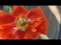 Common poppy beautiful plant