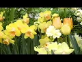 Mount Holyoke 50th Annual Spring Flower Show Brighter Days
