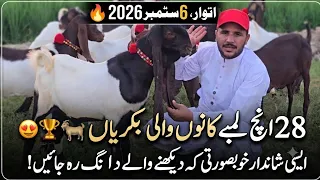 اتوار، 6 ستمبر 2026 🔥 28 انچ لمبے کانوں والی بکریاں 🐐 | ایسی شاندار خوبصورتی کہ دیکھنے والے دنگ رہ