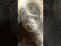 Gorilla Coloring Animation - Mega Color Paint by Number