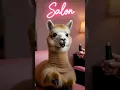 Download Lagu 😂🦙 Llama Living the Salon Life! 💅#FunnyBabyBoo#CuteAnimals#UKShorts#ViralPets#AnimalGlowUp MP3