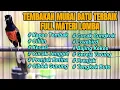 Download Lagu MASTERAN MURAI BATU TERBAIK SEPANJANG MASA FULL TEMBAKAN BONGKAR ISIAN LOMBA 100% BIKIN MURAI  JUARA