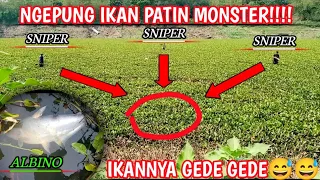 Download Kepung gerombolan ikan patin monster di spot eceng.Ft Sniper BozGenk!! MP3