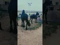 Horse breeding horse breeds horse mating process horse educational shorts