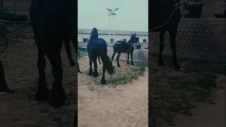 Horse breeding horse breeds horse mating process horse educational shorts