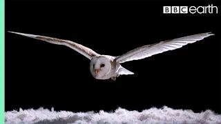 Download Experiment! How Does An Owl Fly So Silently | Super Powered Owls | BBC MP3