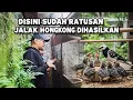 Download Lagu PROSPEK KEREN TERNAK BURUNG JALAK HONGKONG, HASILNYA GAK PERNAH BOHONG, SEMUA BISA SUKSES SEKARANG