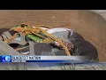 Traditional Rock Cairn Burial held for human remains found on Blackfeet Nation