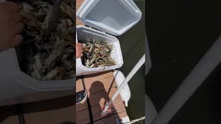 Barnegat bay crabbing we release all females