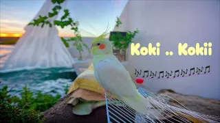 تعليم طائر الكروان نغمة كوكي كوكي Cookie Cookie Song 