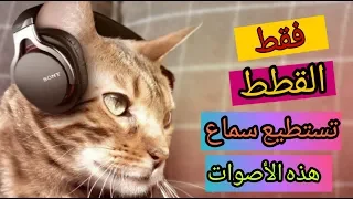 هذه الأصوات لا تسمعها إلا القطط ولماذا 