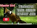 Download Lagu Masteran cililin gacor panjang