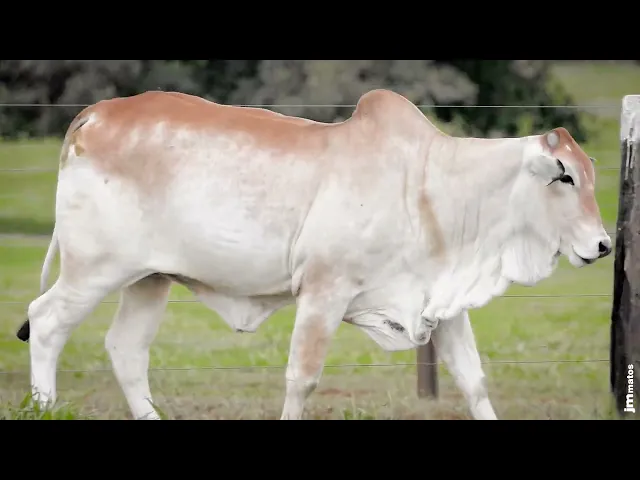 Novilha Nelore AFOM - 5906