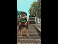 Download Lagu Chop Meets The Train in GTA San Andreas #shorts