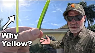 This Can Make Your Grass Turn Yellow and...