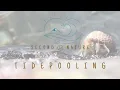 San Diego s Top Tidepooling