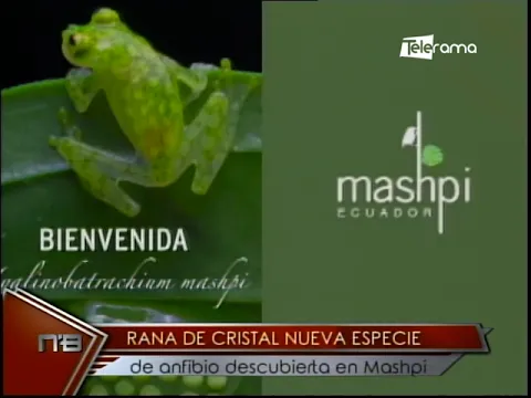 Rana de Cristal nueva especie de anfibio descubierta en Mashpi