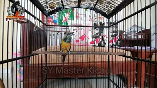 suara cucak cungkok gacor bongkar isian burung cucak cungkok full tembakan