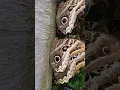 Download Lagu Beautiful and huge butterflies real close in Mindo, Ecuador