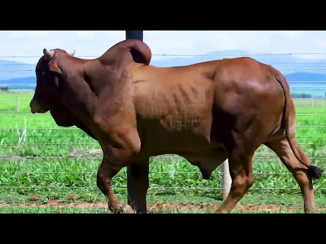 Touro Sindi SHFM - 7