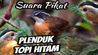 Download Suara Pikat Jitu Burung Plenduk Topi Hitam  Burung Campoer Terbaru Mp3 Ampuh Burung Jamin Datang MP3