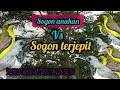 Lagu SUARA PIKAT KOMBINASI SOGON ANAKAN VS SOGON TERJEPIT#AMPUH