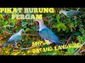 Download Lagu SUARA PIKAT BURUNG PERGAM - 1 JAM NON STOP - PALING AMPUH