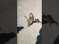 funny jumping monkey minor monkey jump funny mammals