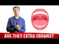 What is Tonsils Do You Need Them - Dr Berg
