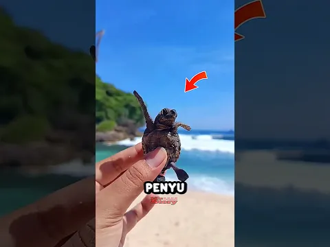 Jangan Tertipu Sama Penjual Penyu 🤬 #squishy