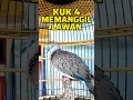 Download Lagu Tekukur Kuk 4 Suara Besar ‼️