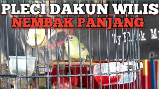 Download PLECI DAKUN WILIS NEMBAK PANJANG MP3
