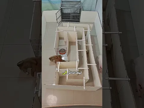 اختبر ذكاء هذه الجراء بوضع الدجاج داخل متاهة! 🐶🍗🧠