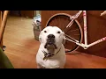 Jake the American Bulldog-Lab Mix - Time for breakfast dad