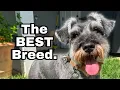 Mini Schnauzers the BEST breed ever