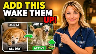 Why Your Old Dog Sleeps All Day And the Bowl Fix That Brings Them Back